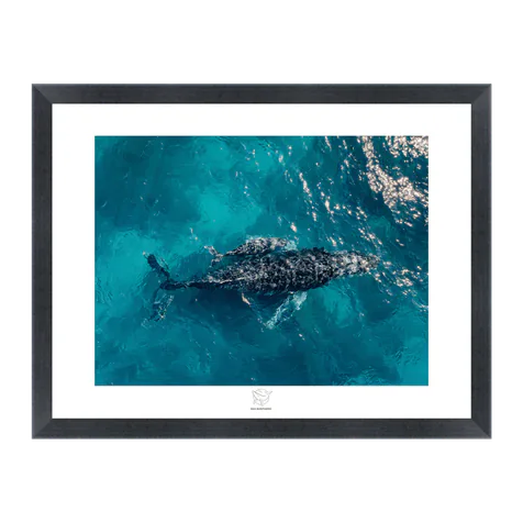 Sea Shepherd Mother Whale and Baby Calf Fine Art Print